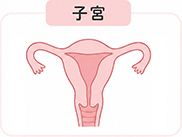 イメージイラスト：子宮