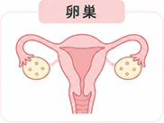 イメージイラスト：卵巣