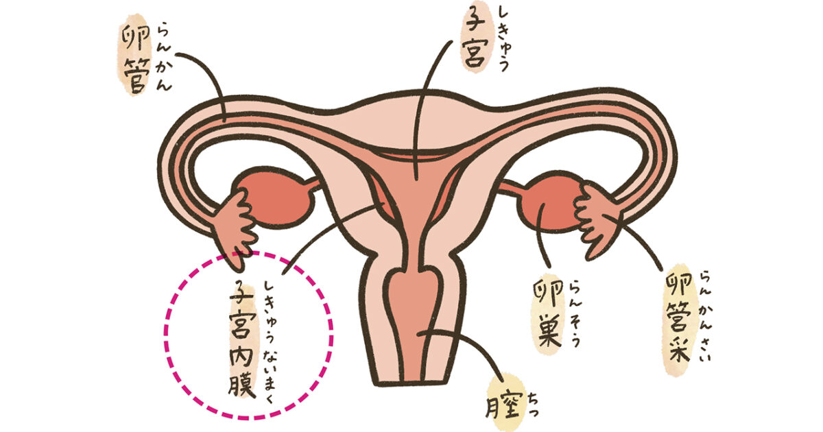 移植 内 膜 人気 ベスト