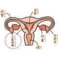 胚移植時に子宮内膜が薄いと妊娠率にどの程度影響ある？